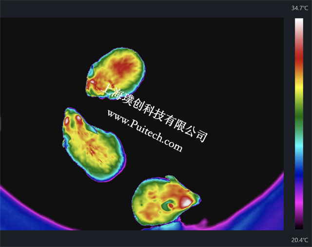 ?？滴⒂凹t外熱成像技術對實驗小鼠進行科研觀測